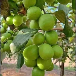 cloud farm Ber Apple Plant image 2