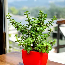 gabbro Two Layer Bamboo Plant, Jade Plant image 4