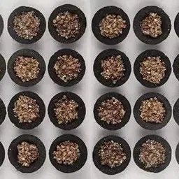 ogu Fresh Fragrance Loban Sambrani Dhoop Cup with Burner Plate Guggul Dhoop-picture-32