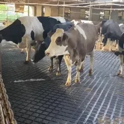 rkmats Long Lasting Ethylene Vinyl Acetate Free Waterproof Mat For Cow Cow, Dog, Hamster, Guinea Pig, Miniature Pig Pet Mat-picture-10