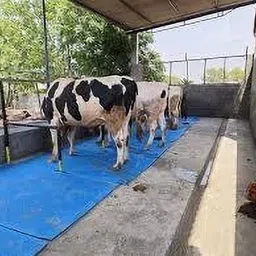 owlix Cow Mat Waterproof Rubber mat 8×5 feet BPA Free for Horse, Cow, Buffalo 24 mm Cow, Dog, Hamster, Guinea Pig, Miniature Pig Pet Mat image 1