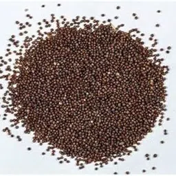 lifelex Petunia Dreams Ros Morn Flower Seed image 3