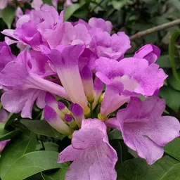 ridhima enterprise Garlic Vine Plant image 5