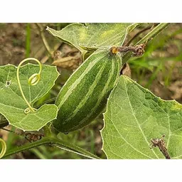generic Parwal seeds hybrid all seasons || Seeds for hybrid all season parwal (20 seeds)_p3 image 4