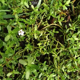 brahmi live plant Bacopa Monnieri-picture-12