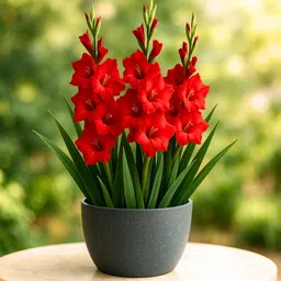 florafusion Gladiolus/Sword Lily Plant image 5