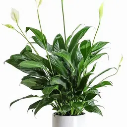 Peace Lily Plant-image-68