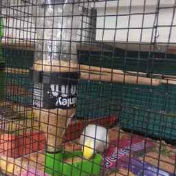 pickmepets Bird Cage Feeder Cups for Any Bottle Use (Pack of 4) Caged Bird Feeder image 4