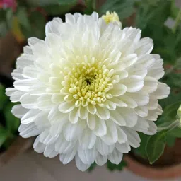 kumubon Chrysanthemums/ Guldavari Plant image 2
