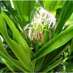 Sudarshan Medicinal Plant (Pack of 1, Herb)-image-33