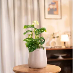 kyari Broken Heart With Aura Pot- Cream image 1