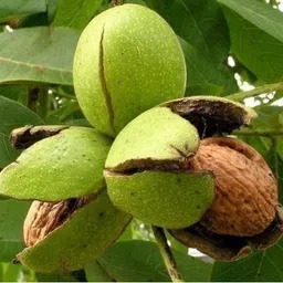 cloud farm Walnut Plant image 2