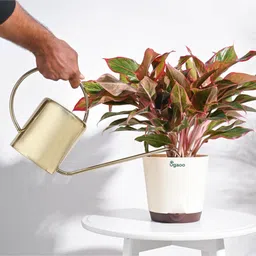 ugaoo Gilt Watering Can image 5