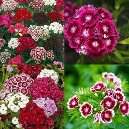 Sweet william flower seeds no of seeds 20 Seed-image-32