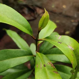 spicejar All Spice Plant image 2