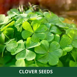 farmgokart |2 PACKETS OF CLOVER SEEDS|Quality Herbs Seeds Pouch|Home Gardening Seed image 2