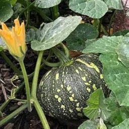 lifelex Hybrid Pumpkin Seeds, Kaddu Plant Seed image 2