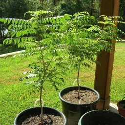greenhousestore Neem Plant image 2