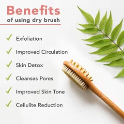 amzgear Dry Brushing Body Brush - Long Handled Exfoliating Brush, Body Brush, Dry Brush for Cellulite and Lymphatic Drainage Massager, Body Scrubber Shower Brush for Back, Skin (1 Pk) (pack of 1) image 3