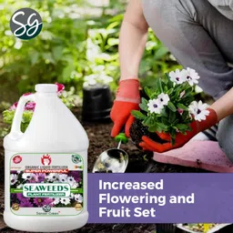 sansar green Sansar Green® Seaweeds Liquid Fertilizer for All Indoor and Outdoor Plants. 1000 ml image 5