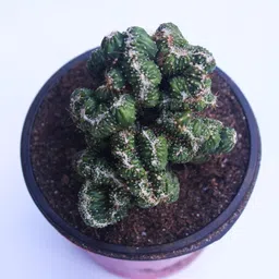 generic Rudyn Gladioli Farm, Cereus peruvianus monstrosus cristata. (Live Cactus) image 2