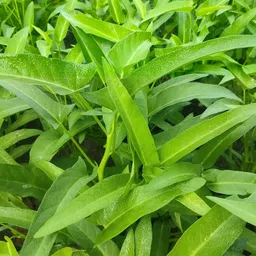 generic Water Spinach (Kalmi Saag) Seeds For Home Garden (2600 Seeds) image 3