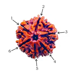 RUDRAKSHA6MUKHI Six Mukhi Rudraksha Certified/Original Nepali 6 Mukhi Rudraksh/Natural 6 faced Rudraksha (Brown) image 2