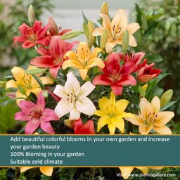 Plantogallery Flower Bulbs | Asiatic Lily Lilium Flower Bulbs (5 mix color bulbs) image 3