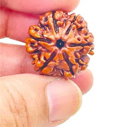 RUDRAKSHA6MUKHI Six Mukhi Rudraksha Certified/Original Nepali 6 Mukhi Rudraksh/Natural 6 faced Rudraksha (Brown) image 3