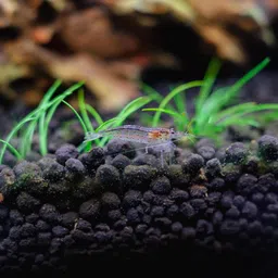 Auqa Soil 500gm for Plants | Auqarium Substrate | for Fish Tank and Water Plants Soil Substrate (500GM) image 4