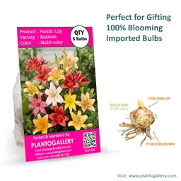Plantogallery Flower Bulbs | Asiatic Lily Lilium Flower Bulbs (5 mix color bulbs) image 2