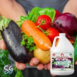 sansar green Sansar Green® Seaweeds Liquid Fertilizer for All Indoor and Outdoor Plants. 1000 ml image 3