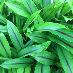 SHOP 360 GARDEN Curcuma Caesia, Black Turmeric, Kali Haldi, Krishna Kedar Plant Rhizomes Bulbs for Growing - Pack of 5 Rhizomes image 1