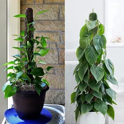 Leafy Tales Moss Stick- Green Grass Pole for Plants Support, Moss Stick for Money Plant, Climbing Indoor Plants (Set of 6) (3 ft) (Mostick 3 Ft Set of 6) image 3