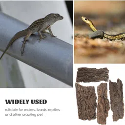 dks stores Reptile Bark Terrarium Decor, 4 Pieces, Teak Wood Flat Bedding for Bearded Dragon Lizard Geckos Tortoise, 8-14 cm image 2