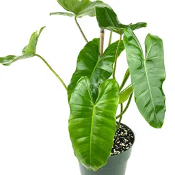 The Four Seasons Philodendron Burle Marx Natural Live Plant in Pot image 1