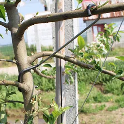 MYADDICTION 10x Fruit Tree Branch Limb Spreaders for Potted Plants Pear Fruit Trees image 5