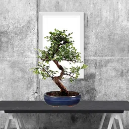 The Bonsai Plants Live Chinese Elm Bonsai Tree image 2