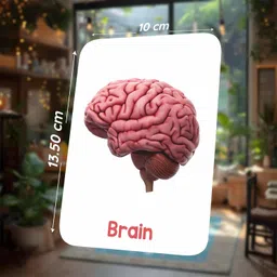 spartan kids SPARTAN KIDS® Human Organs Flash Cards | Early Learning 4D Technology Flash Cards for Kids | 27 Augmented Reality Cards for Kids 3+ Years image 5
