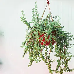 Chitaansh Trailing Jade Plant with Hanging Pot for Balcony | Indoor Plants For Home | Live Plants for Home, Balcony & Garden Décor image 4