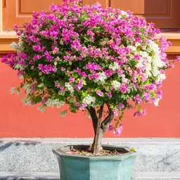 generic Bougainvillea plant for summer || multicolour paper flower live (Pack of 1) image 4