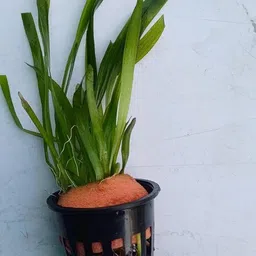 generic Vallisneria Aquarium Plant for Fish Tanks image 3