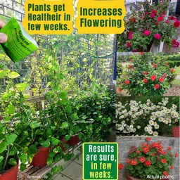 greenloop GREENLOOP-All In One Plant Food, For all House Plants, Complete Direct Nutrition With Micronutrients-For Better Plant Growth,200gm, 10 Sachets, Powder image 5