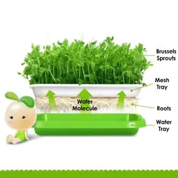2 Sets 13×10.2×4.7in Sprouting Tray, Plastic Transparent Lid Hydroponic Planting Pots Indoor Gardening Seed Sprout Nursery Box with Dense Small Holes image 3