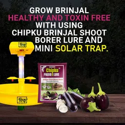 Chipku Indo Chipku Mini Solar Insect Trap Solar Insect for Farming with Brinjal Fruit Borer(Leucinodes Orbonalis) Lure (Mini Solar + Brinjal Fruit Borer Lure) image 5