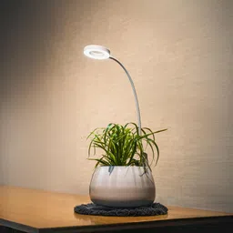 TrustBasket Grow Light | Full Spectrum Grow Light | 4 Dimmable Brightness | 3/6/12 Hrs Auto On/Off Timer | 1M Wire | White | LED Grow Lights for Plants | Artificial Sunlight for Plants image 1