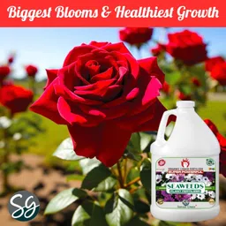 sansar green Sansar Green® Seaweeds Liquid Fertilizer for All Indoor and Outdoor Plants. 1000 ml image 4