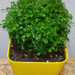 generic Mini kamini live plant (Pack of 1) image 3