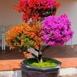 generic Bougainvillea plant for summer || multicolour paper flower live (Pack of 1) image 2