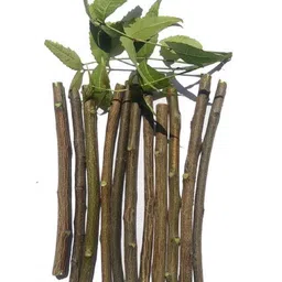 generic Natural Neem Chew Sticks Traditional Dental Care, Pack of 30 image 1
